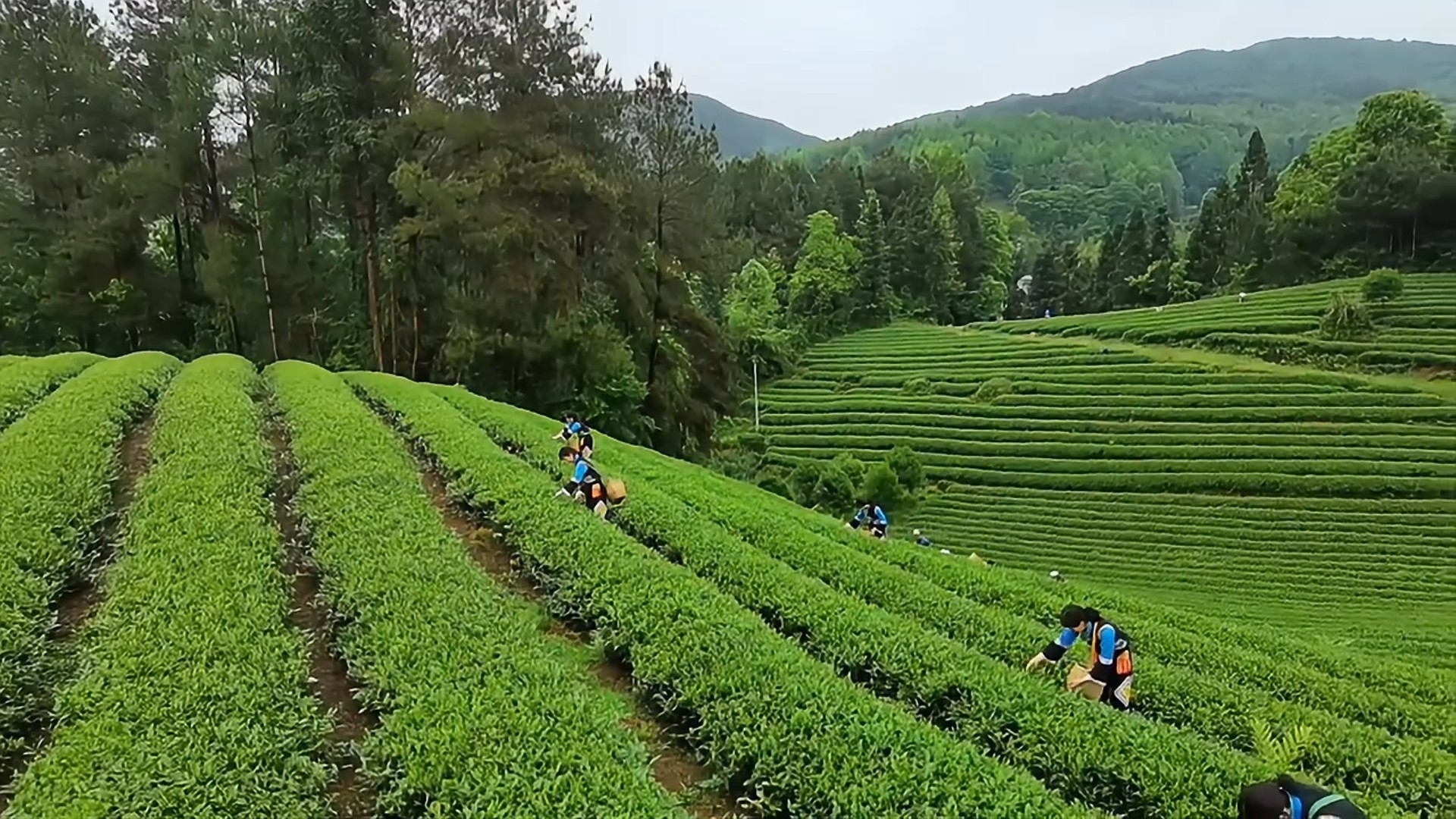 贤承阁｜贵州贤酒黔知交茶叶